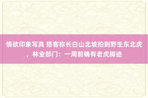 情欲印象写真 搭客称长白山北坡拍到野生东北虎，林业部门：一周前确有老虎脚迹
