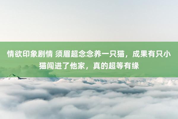 情欲印象剧情 须眉超念念养一只猫，成果有只小猫闯进了他家，真的超等有缘
